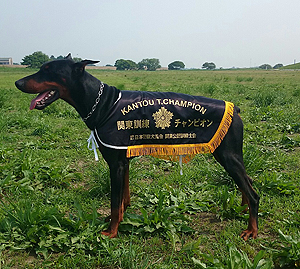 イベント 競技会の開催風景 犬のしつけは栃木県警察犬訓練所