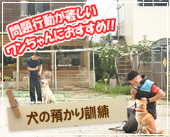 犬の預かり訓練