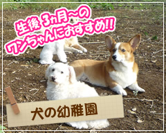 犬の幼稚園