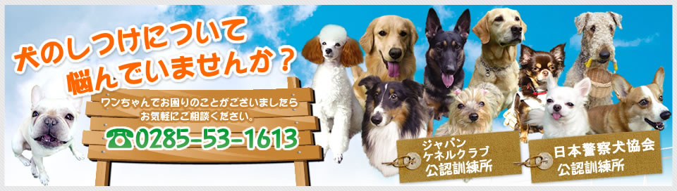 犬のしつけについて悩んでいませんか？ワンちゃんでお困りのことがございましたらお気軽にご相談ください。