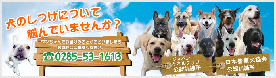 栃木 犬のしつけについて悩んでいませんか？ワンちゃんでお困りのことがございましたらお気軽にご相談ください。