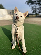 パンちゃん 柴犬