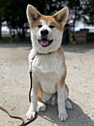 こうたろうくん 秋田犬