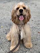 じょんくん アメリカンコッカースパニエル