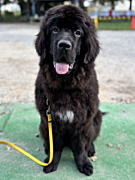 小鉄くん ニューファンドランド