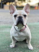 ポコちゃん フレンチブルドッグ