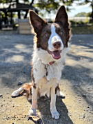 アンディちゃん ボーダーコリー