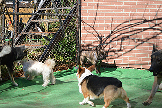 犬の幼稚園