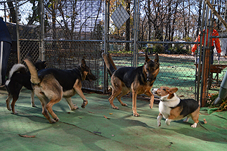 犬の幼稚園