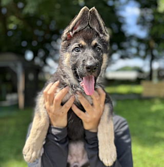 ジャーマンシェパードドッグの子犬販売