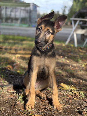 ジャーマンシェパードドッグの子犬販売