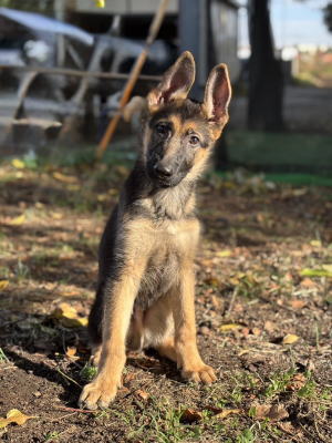 ジャーマンシェパードドッグの子犬販売