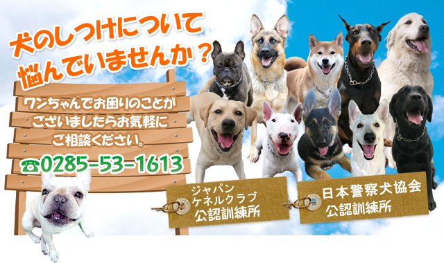 犬のしつけについて悩んでいませんか？ワンちゃんでお困りのことがございましたらお気軽にご相談ください。