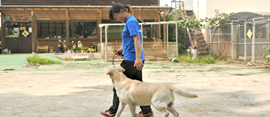 犬のしつけ・訓練風景