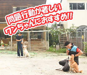 問題行動が著しいワンちゃんにおすすめ！！犬の預かり訓練