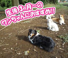 生後3ヵ月～のワンちゃんにおすすめ！！犬の幼稚園