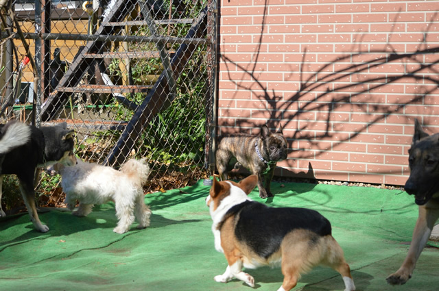 犬の幼稚園