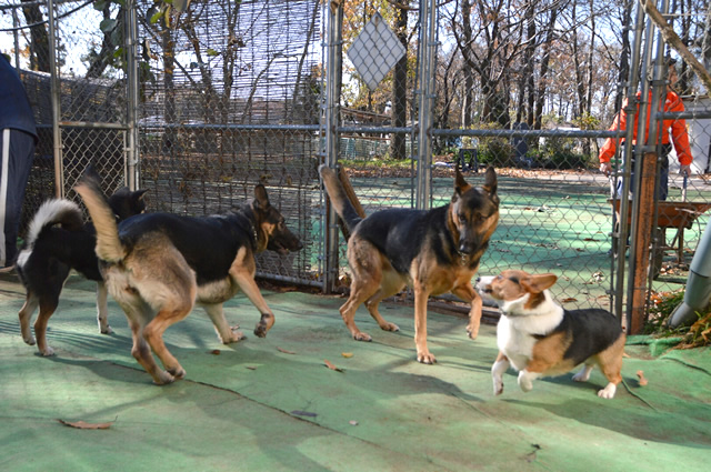 犬の幼稚園