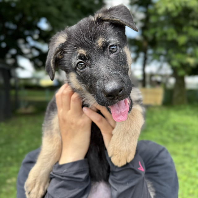 ジャーマンシェパードドッグの子犬販売