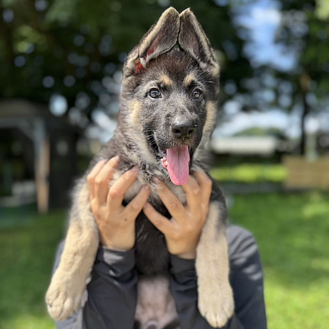 ジャーマンシェパードドッグの子犬販売