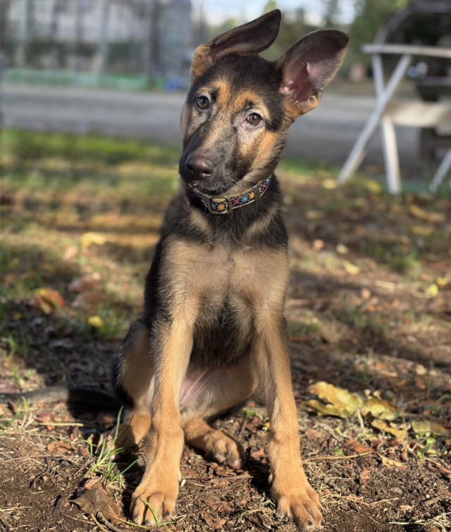 ジャーマンシェパードドッグの子犬販売