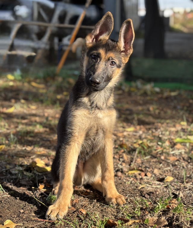 ジャーマンシェパードドッグの子犬販売