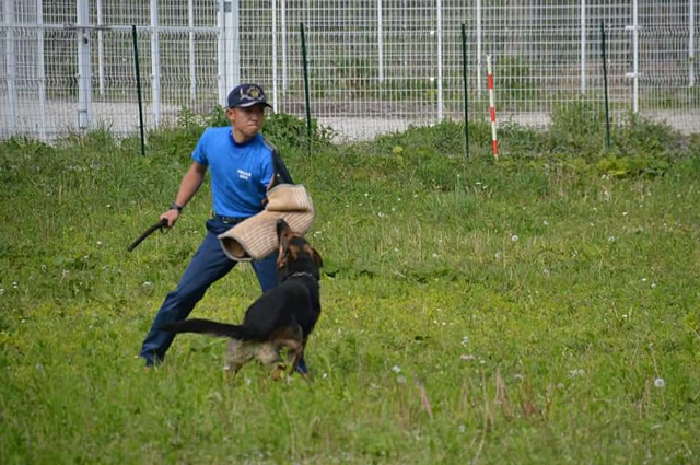 犬の見習い訓練の風景