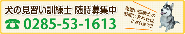 犬の見習い訓練士　随時募集中　見習い訓練士のお問い合わせはこちらまで！！