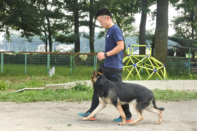 犬の預かり訓練の風景