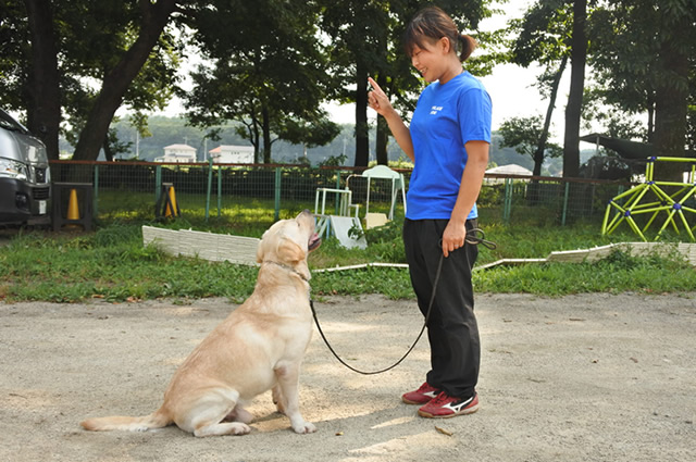 犬の預かり訓練の風景