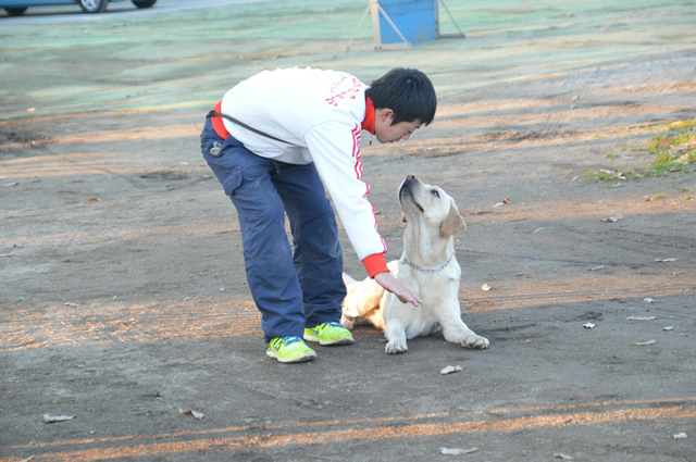 犬の預かり訓練の風景