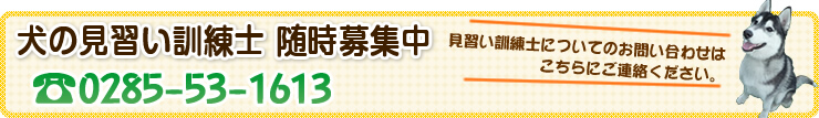 犬の見習い訓練士・ドッグトレーナー募集 求人