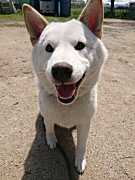 ロッキーくん 柴犬