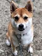 あんちゃん 柴犬