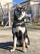 豆助くん 柴犬