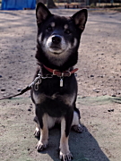 ももちゃん 柴犬