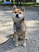 たぬちゃん 柴犬