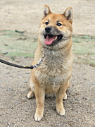 虎太郎くん 柴犬