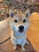 もかちゃん 柴犬