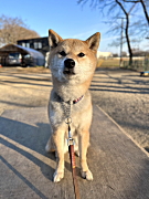 りんちゃん 柴犬