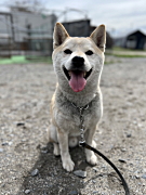 はちくん 柴犬