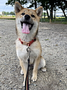 ちゃちゃちゃん 柴犬