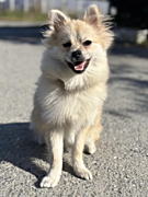 蓮華ちゃん ポメラニアン