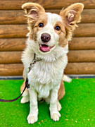 うめちゃん ボーダーコリー