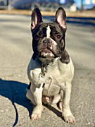 ブー助くん フレンチブルドッグ