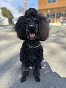 バスターくん スタンダードプードル