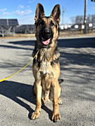 空くん ジャーマンシェパードドッグ