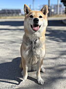 ゆずきちゃん 柴犬