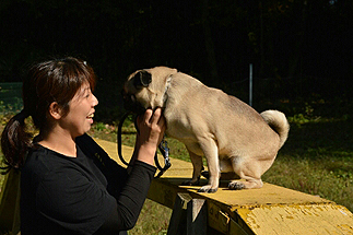 犬の預かり訓練の風景