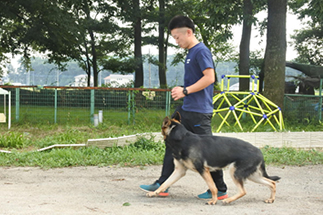 犬の預かり訓練の風景